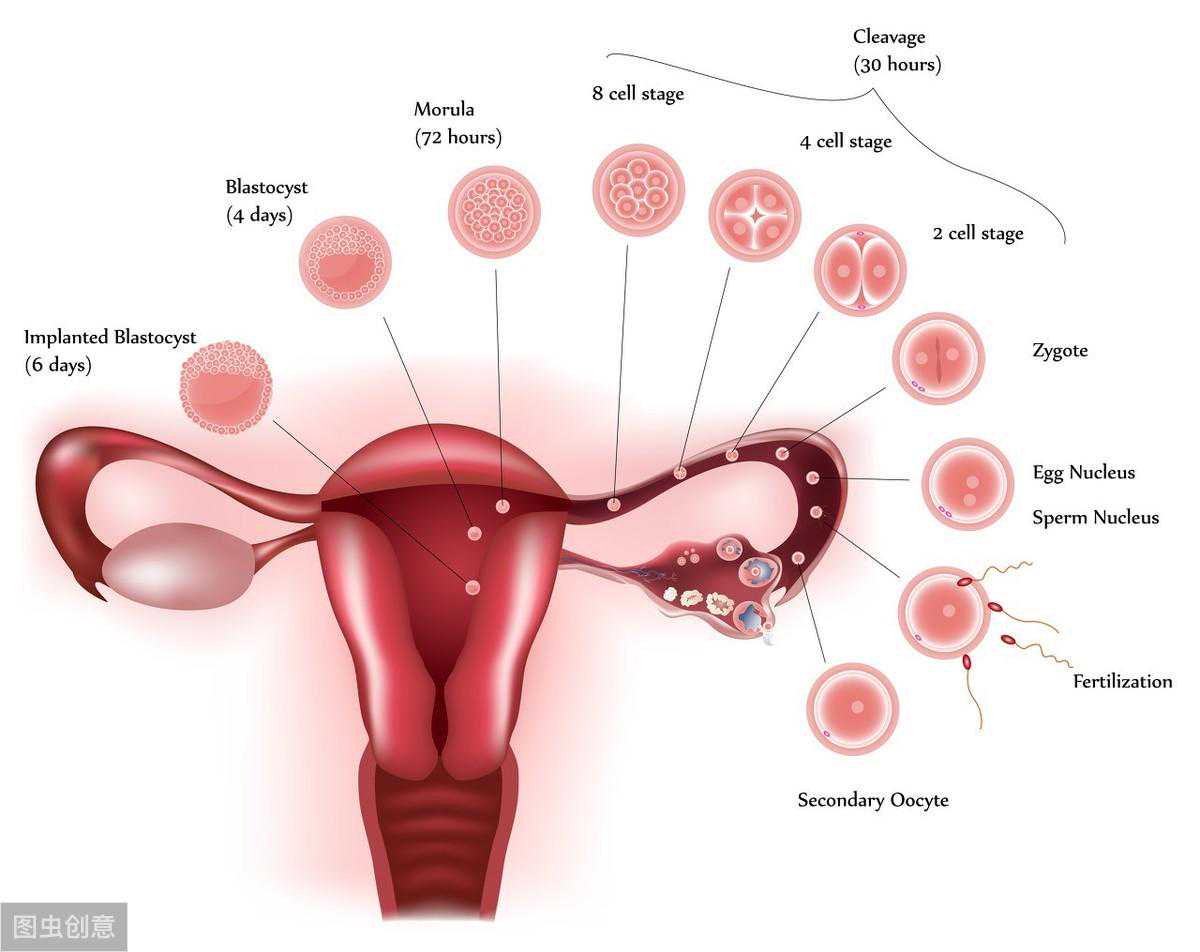 深圳哪家医院提供正规代孕_卵巢过度刺激综合征，促排准妈妈一定要关注的并