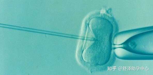 郑州人工受精医院哪家上海中山医院有供卵试管吗好-两个月的泰迪呕吐狗粮
